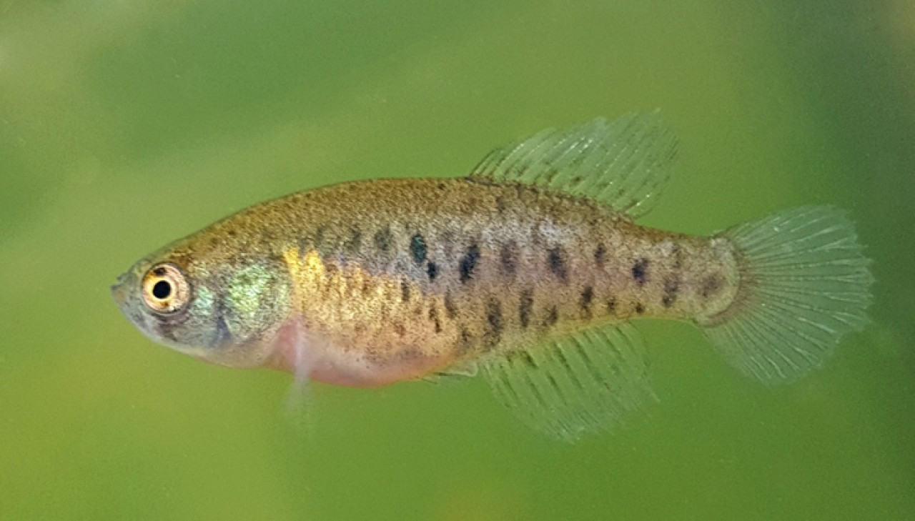 Una nueva especie de pez que vive en charcos de lluvia. Foto: Argentina.gob.ar