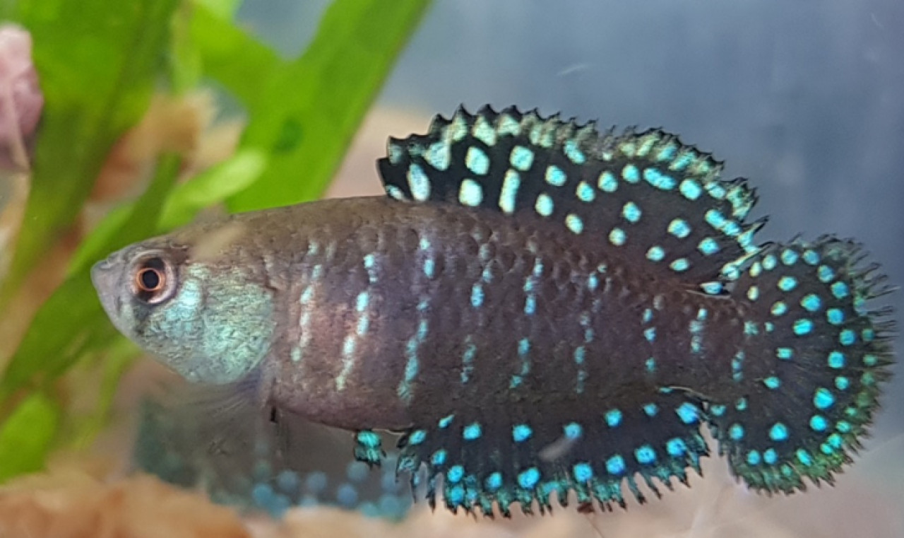 Una nueva especie de pez que vive en charcos de lluvia. Foto: Argentina.gob.ar