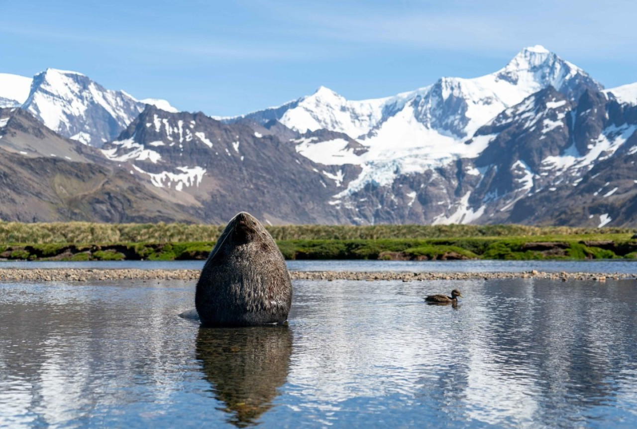 Islas Malvinas. Foto: Gobierno de las Islas Georgias del Sur y Sandwich del Sur