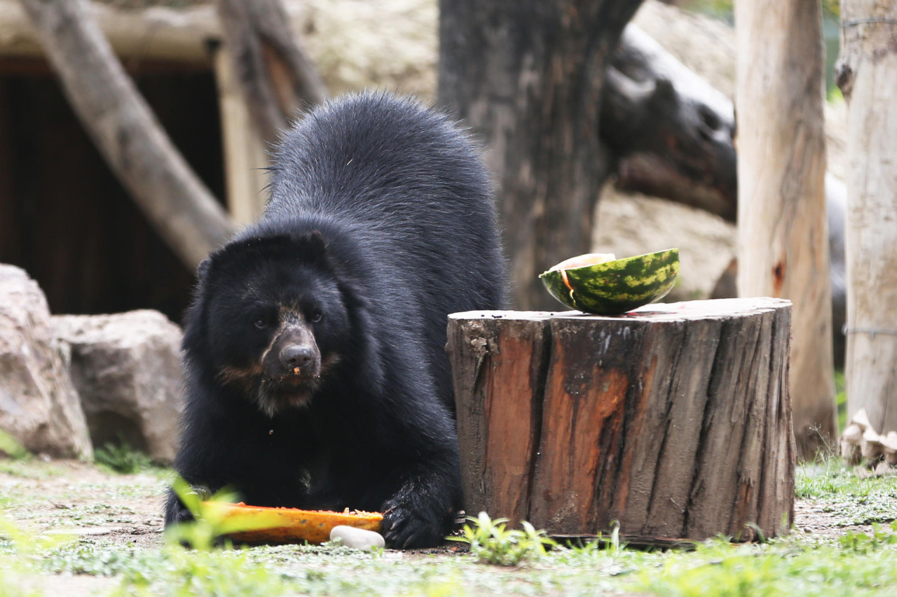 Preocupación por el oso andino en Bolivia. Foto: EFE