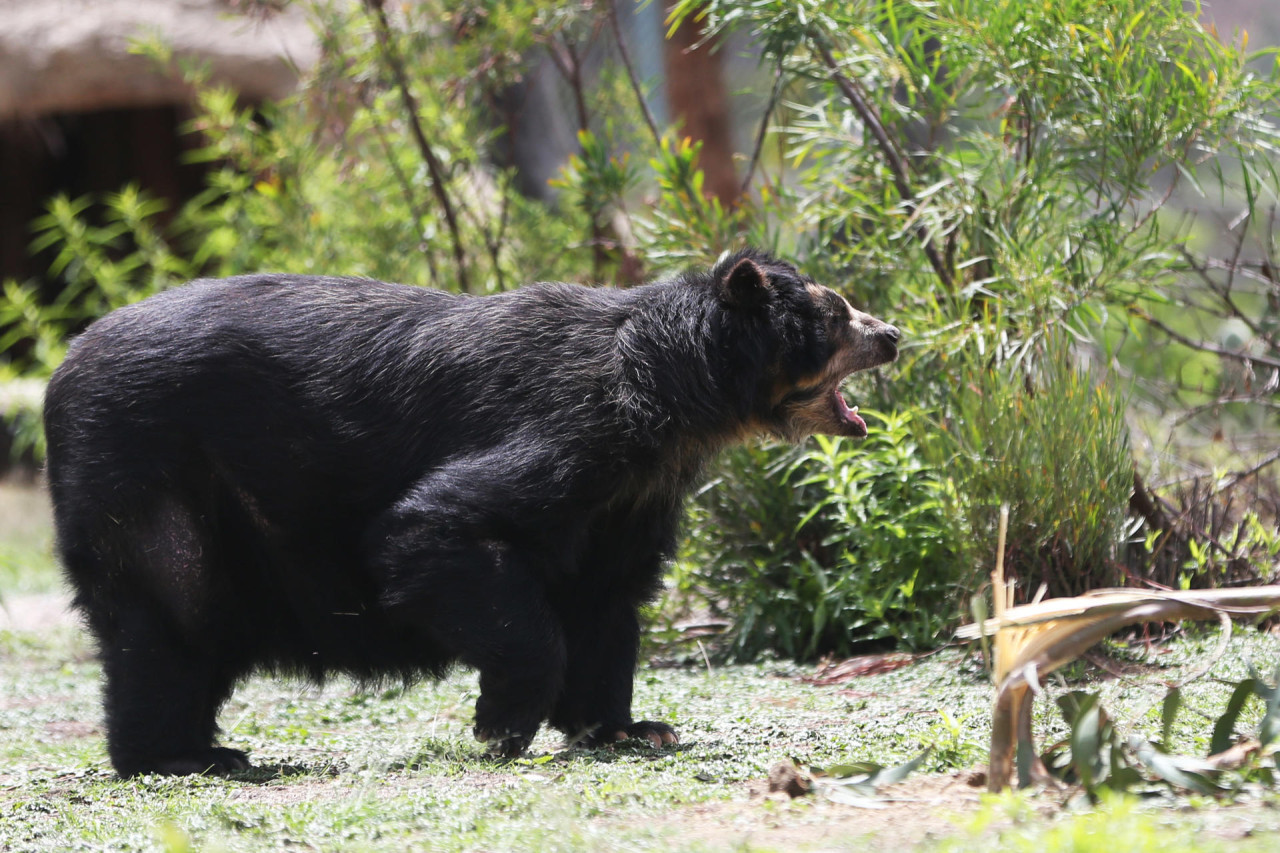 Preocupación por el oso andino en Bolivia. Foto: EFE