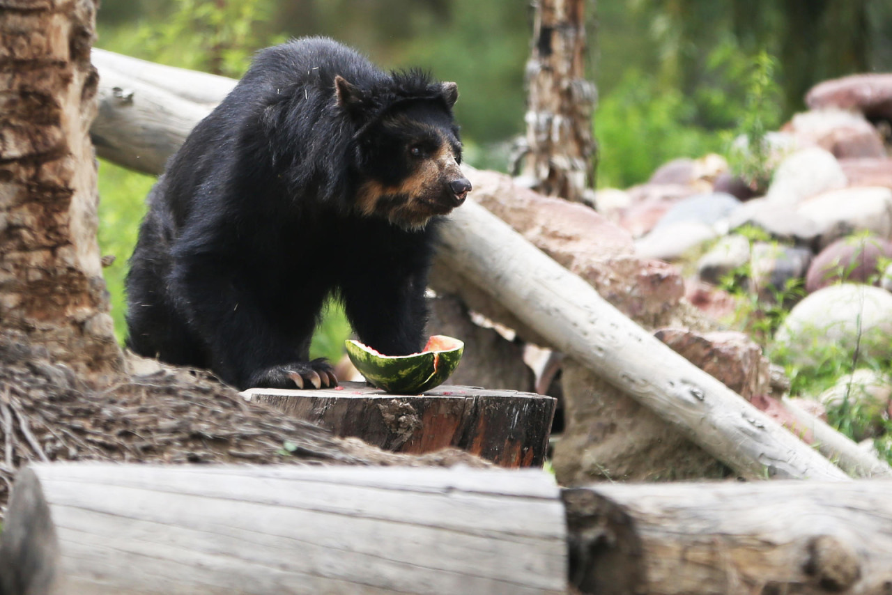 Preocupación por el oso andino en Bolivia. Foto: EFE