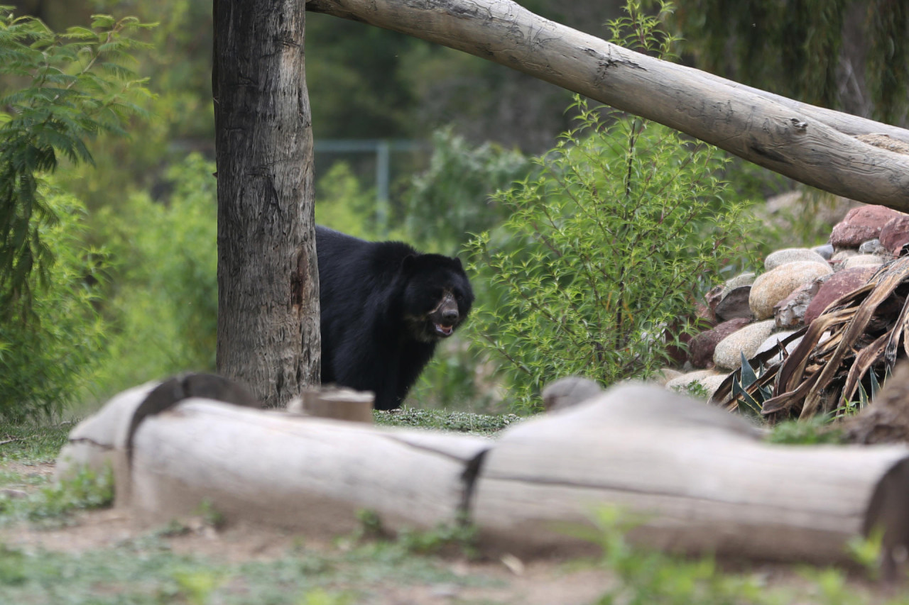 Preocupación por el oso andino en Bolivia. Foto: EFE