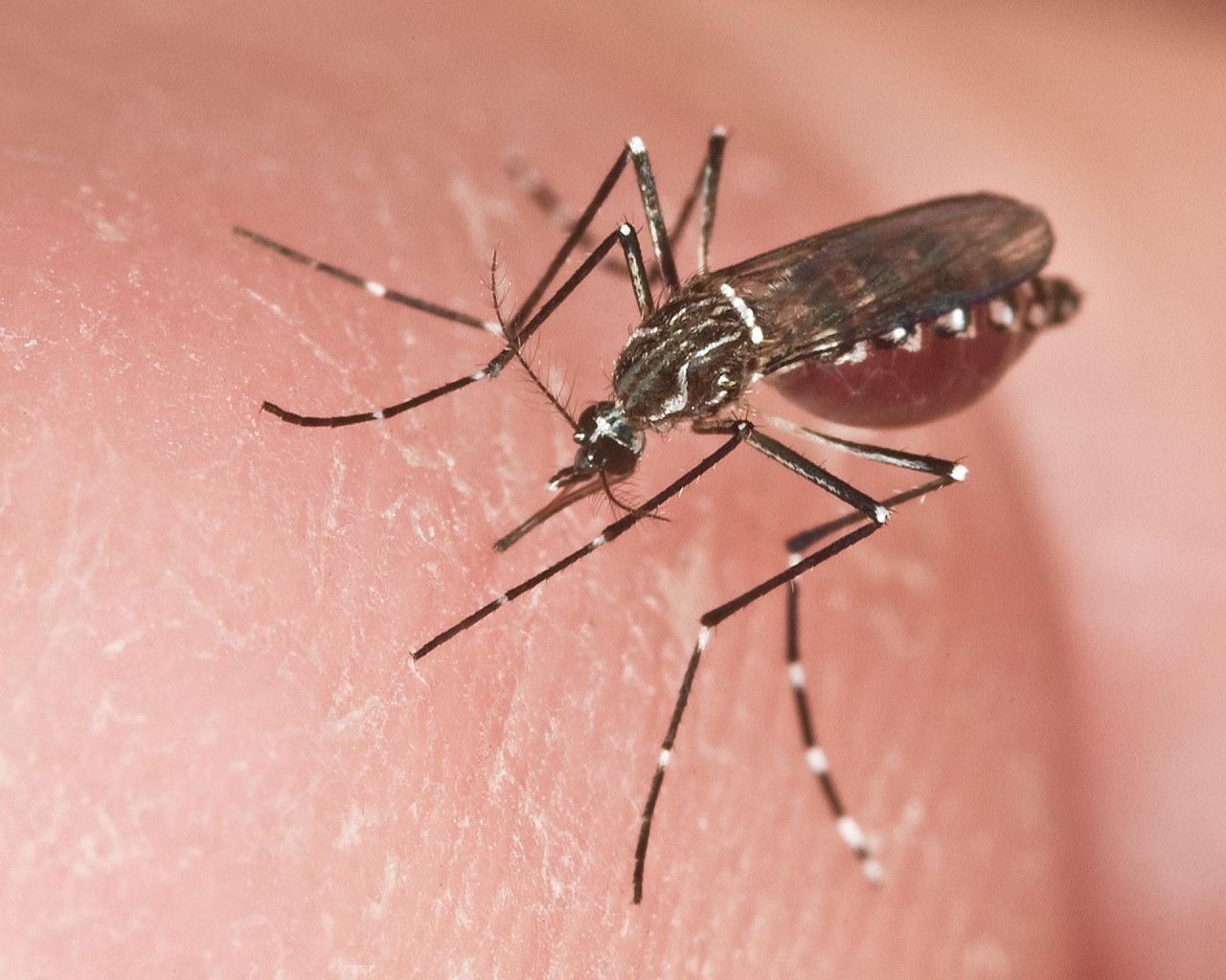 Hembra adulta de un Aedes aegypti, el mosquito transmisor de la fiebre amarilla. Foto: EFE.