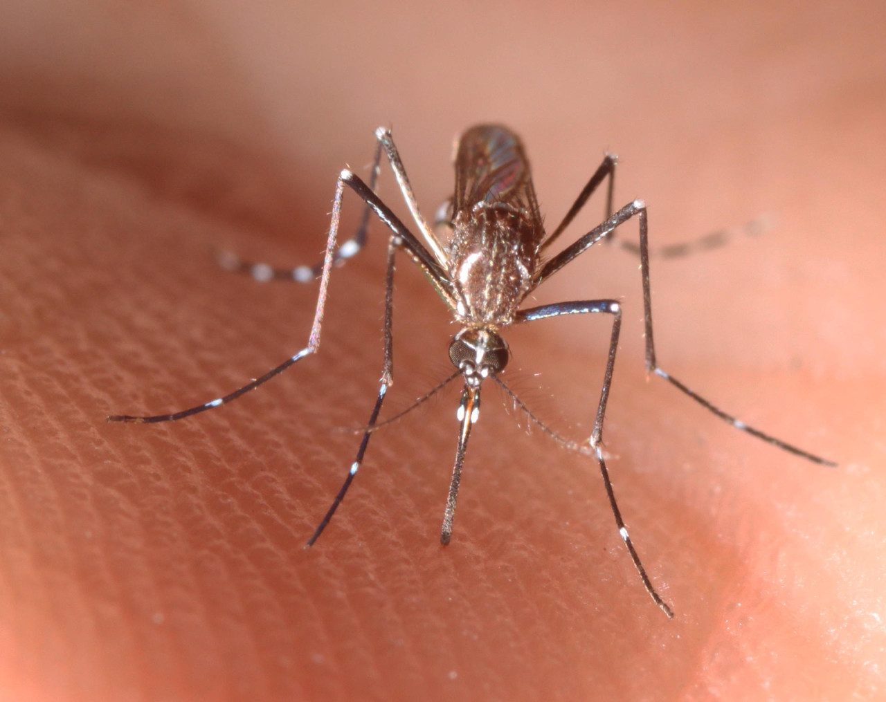 Hembra adulta de un Aedes aegypti, el mosquito transmisor de la fiebre amarilla. Foto: EFE.