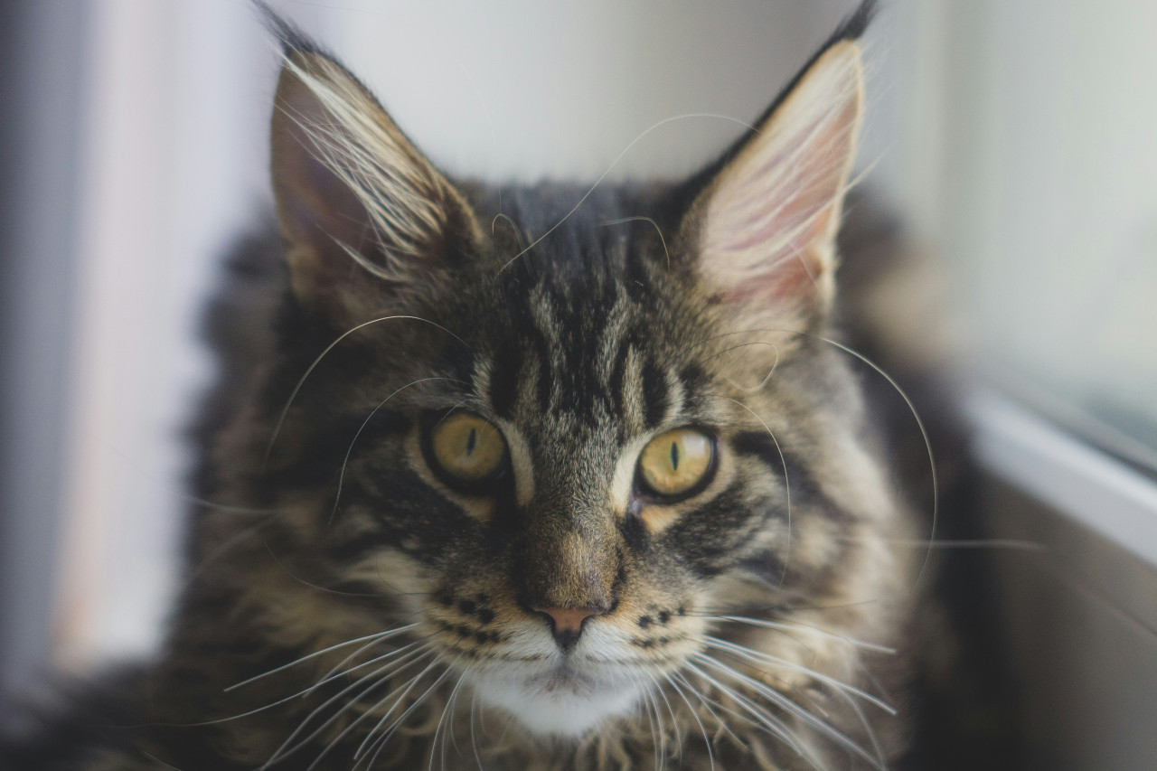 Gato Maine coon