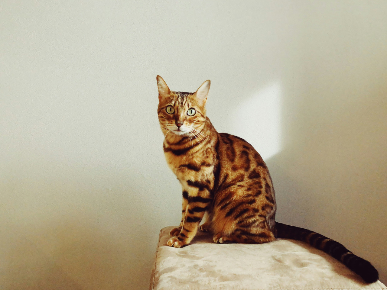 Gato Bengalí. Foto:Unsplash