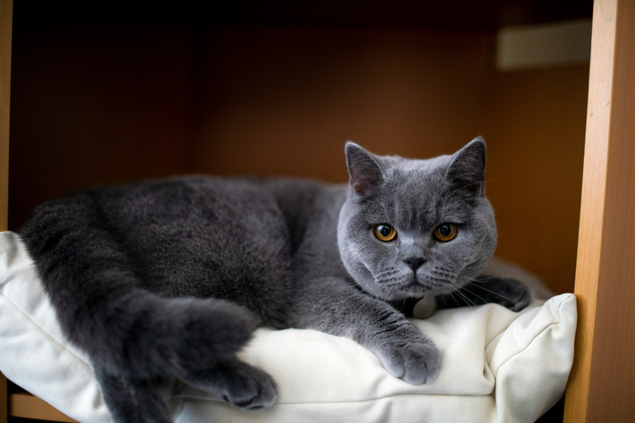 Gato Británico de Pelo Corto. Foto: Unsplash