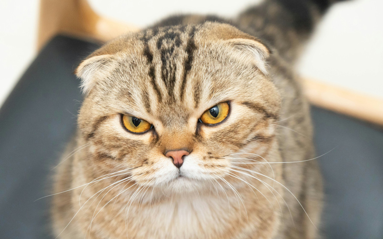 Gato Scottish Fold. Foto: Unsplash