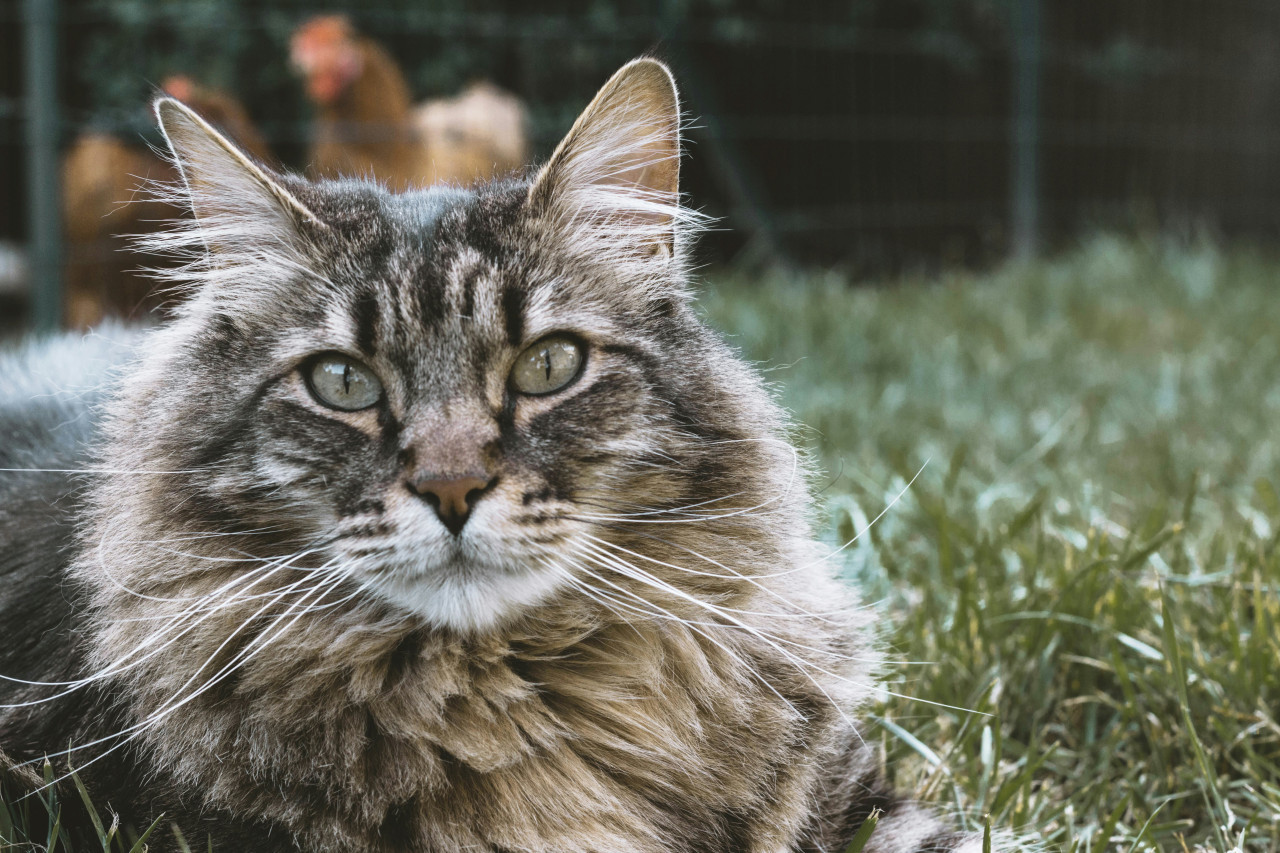 Gato siberiano. Foto: Unsplash