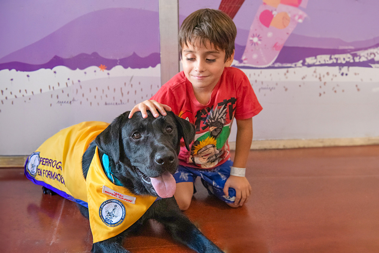 Perros acompañantes. Foto: Hospital Garrahan.