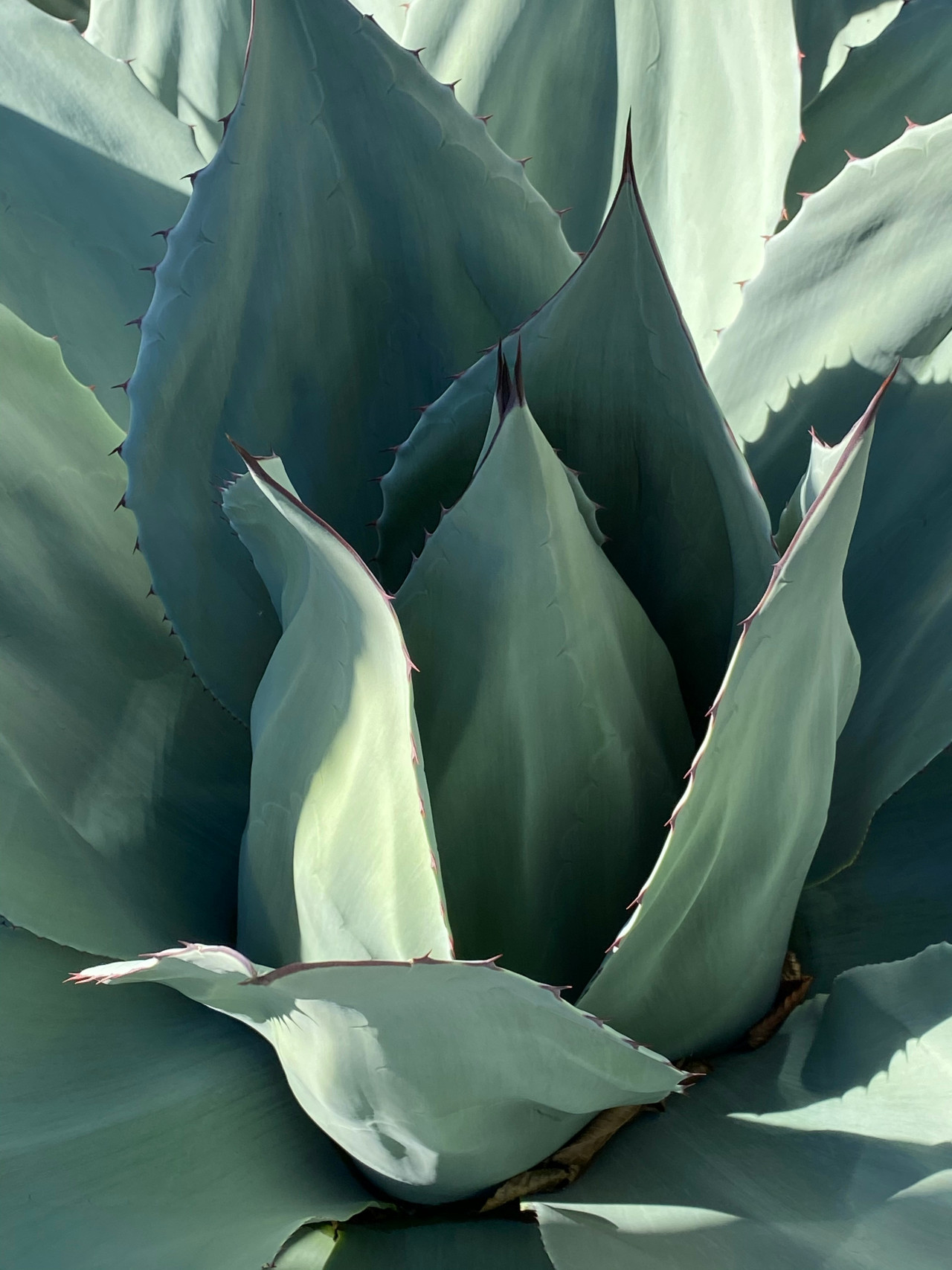 Agave. Foto: Unsplash.