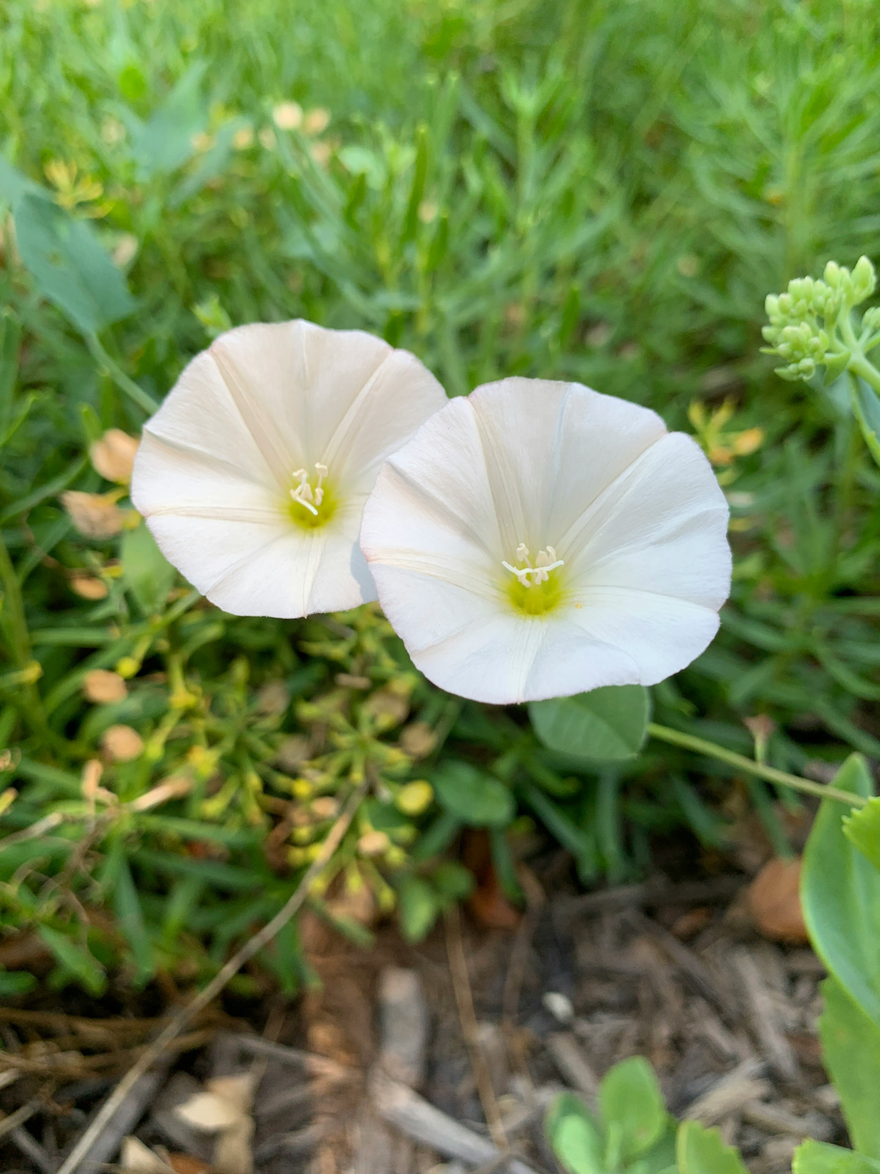 Convolvulus. Foto: Unsplash.