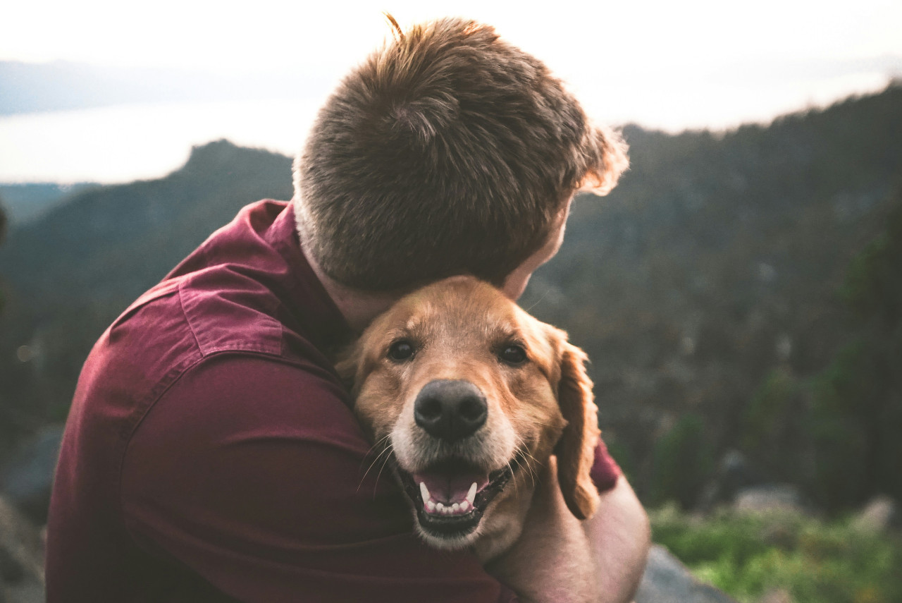 Perros, mascotas, dueños. Foto: Unsplash