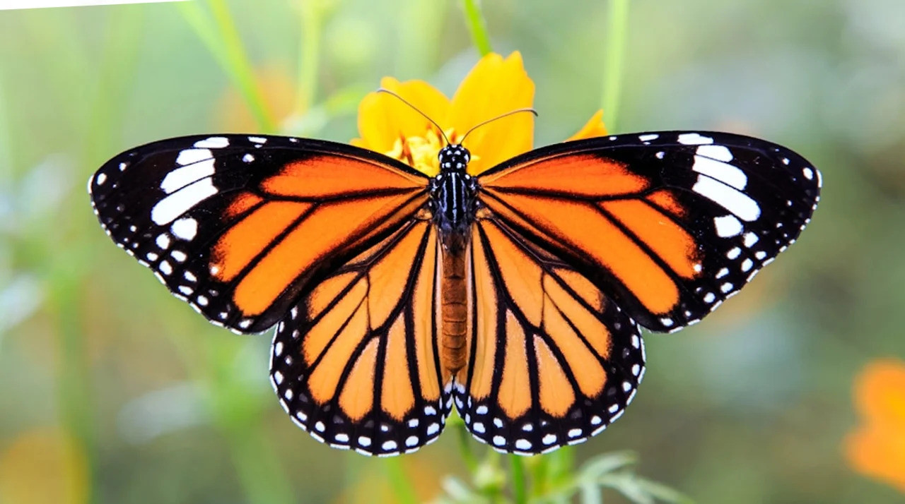 Mariposas naranjas. Foto: NA