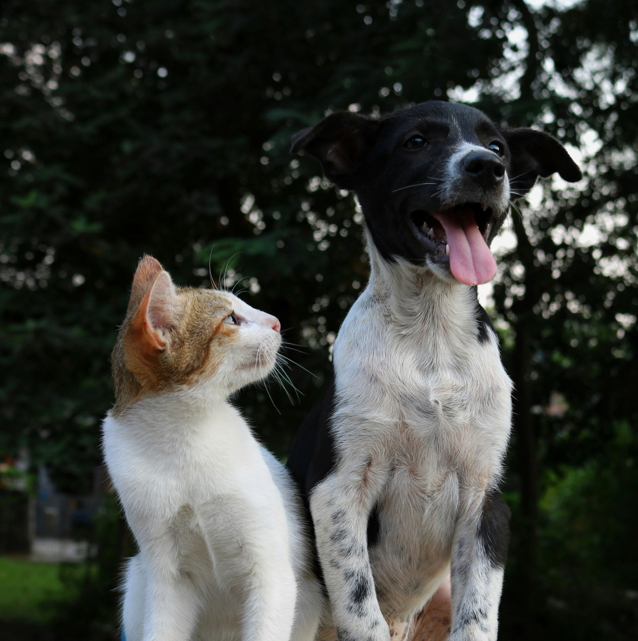 Perros y gatos. Foto: Unsplash