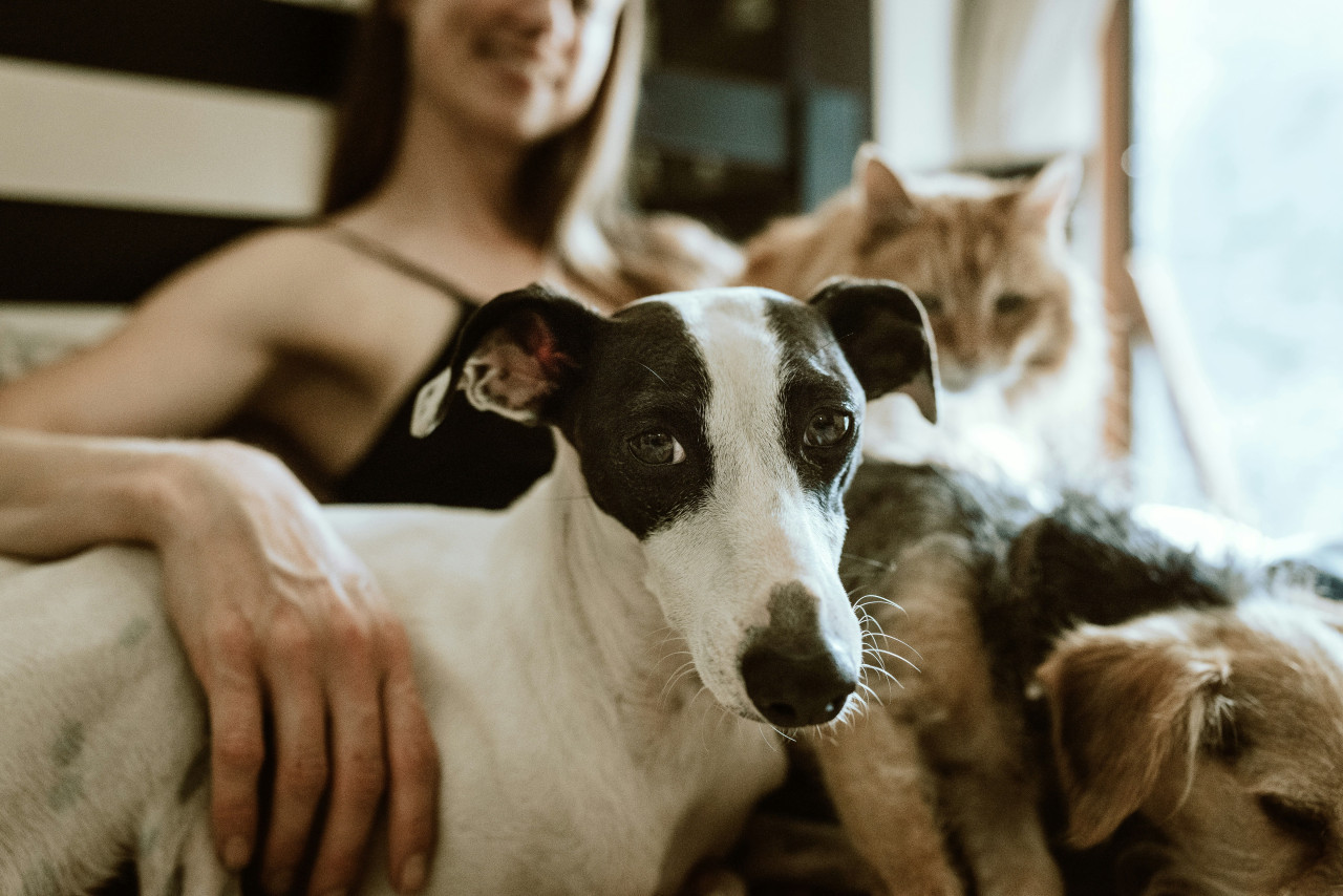 Perros y gatos. Foto: Unsplash