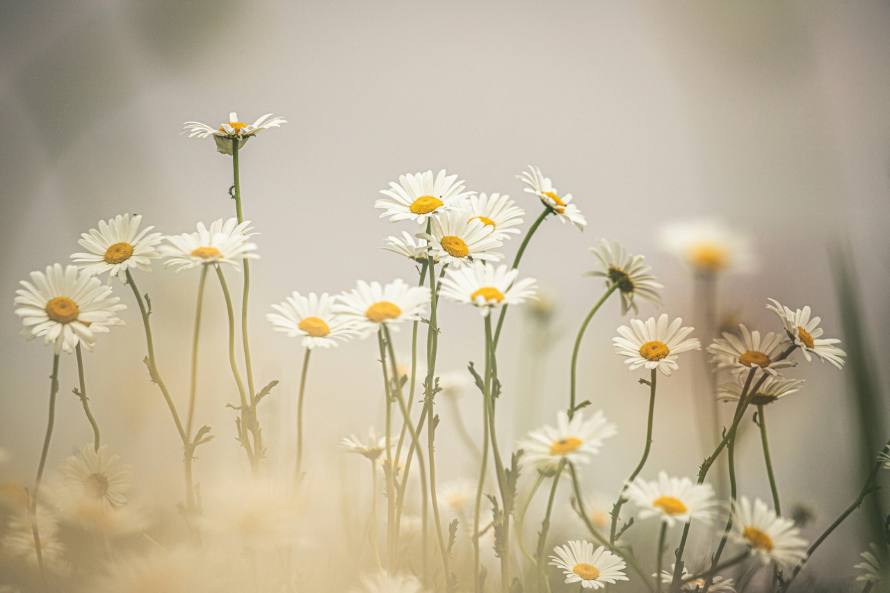 Margaritas. Foto: Unsplash