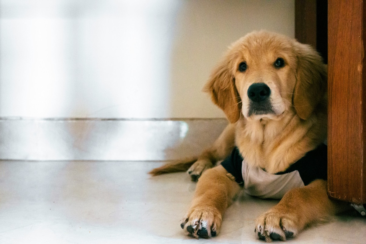 Perro; mascota. Foto: Unsplash.