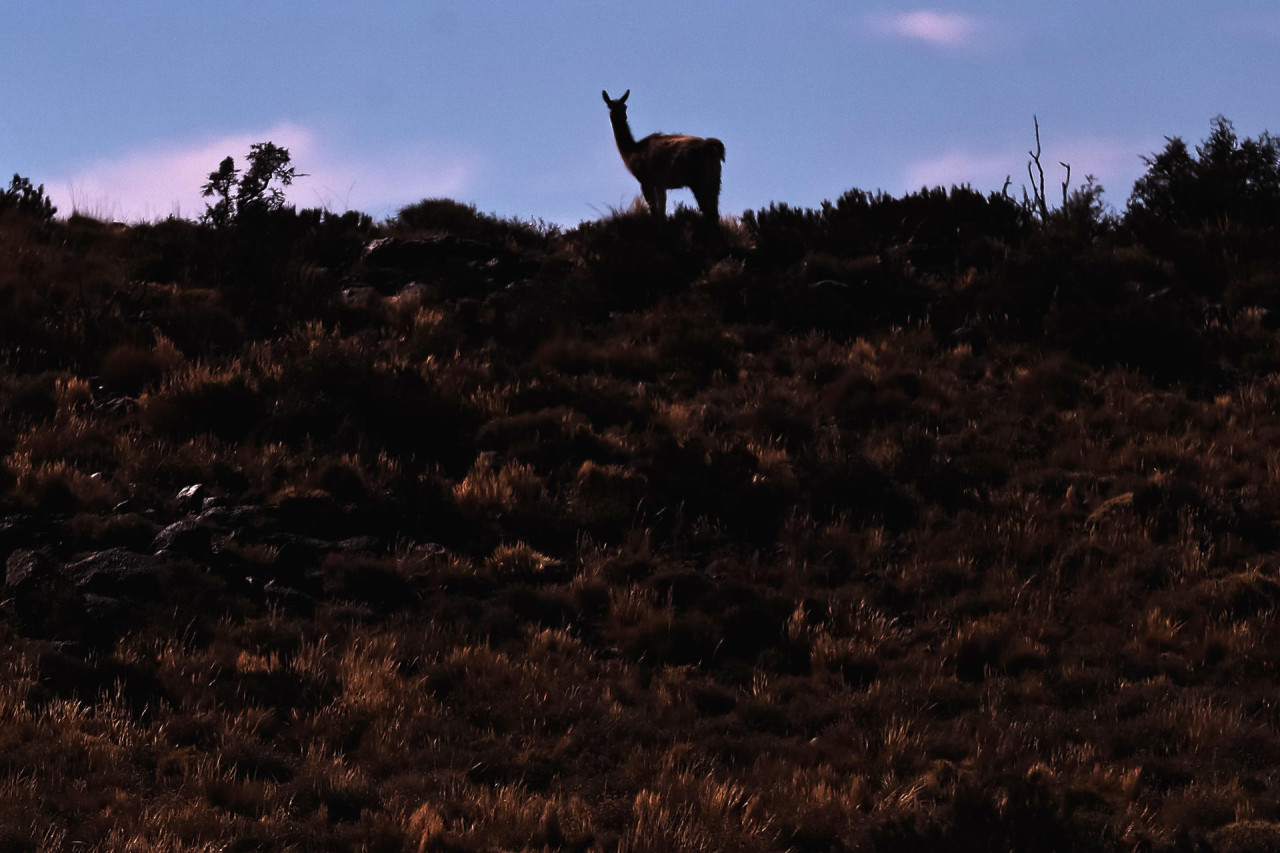 Guanaco en el parque provincia La Payunia, en Malargue, Argentina. Foto: EFE.