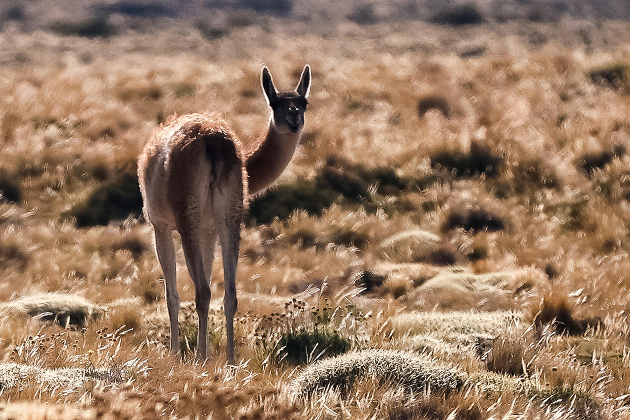 Guanaco en el parque provincia La Payunia, en Malargue, Argentina. Foto: EFE.