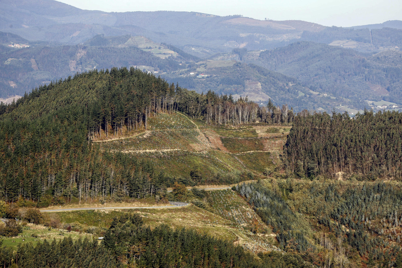 Bosques. Foto: EFE.