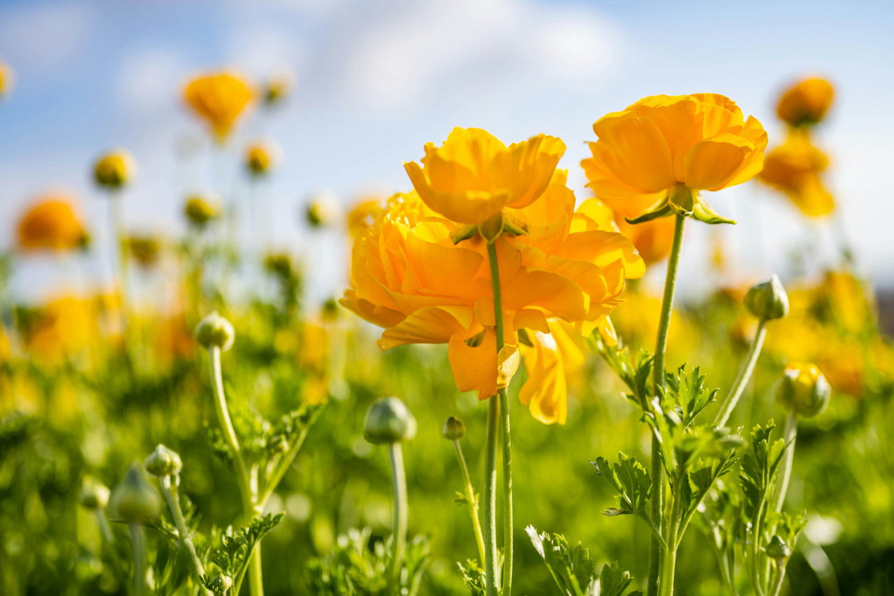 Flores amarillas. Foto: Unsplash