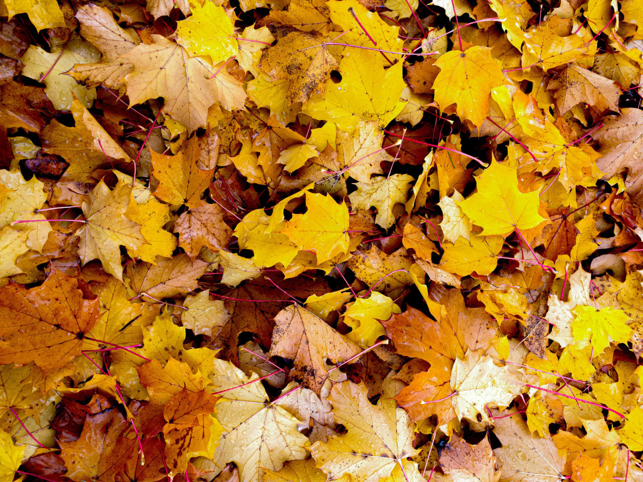 Otoño. Foto: Unsplash.