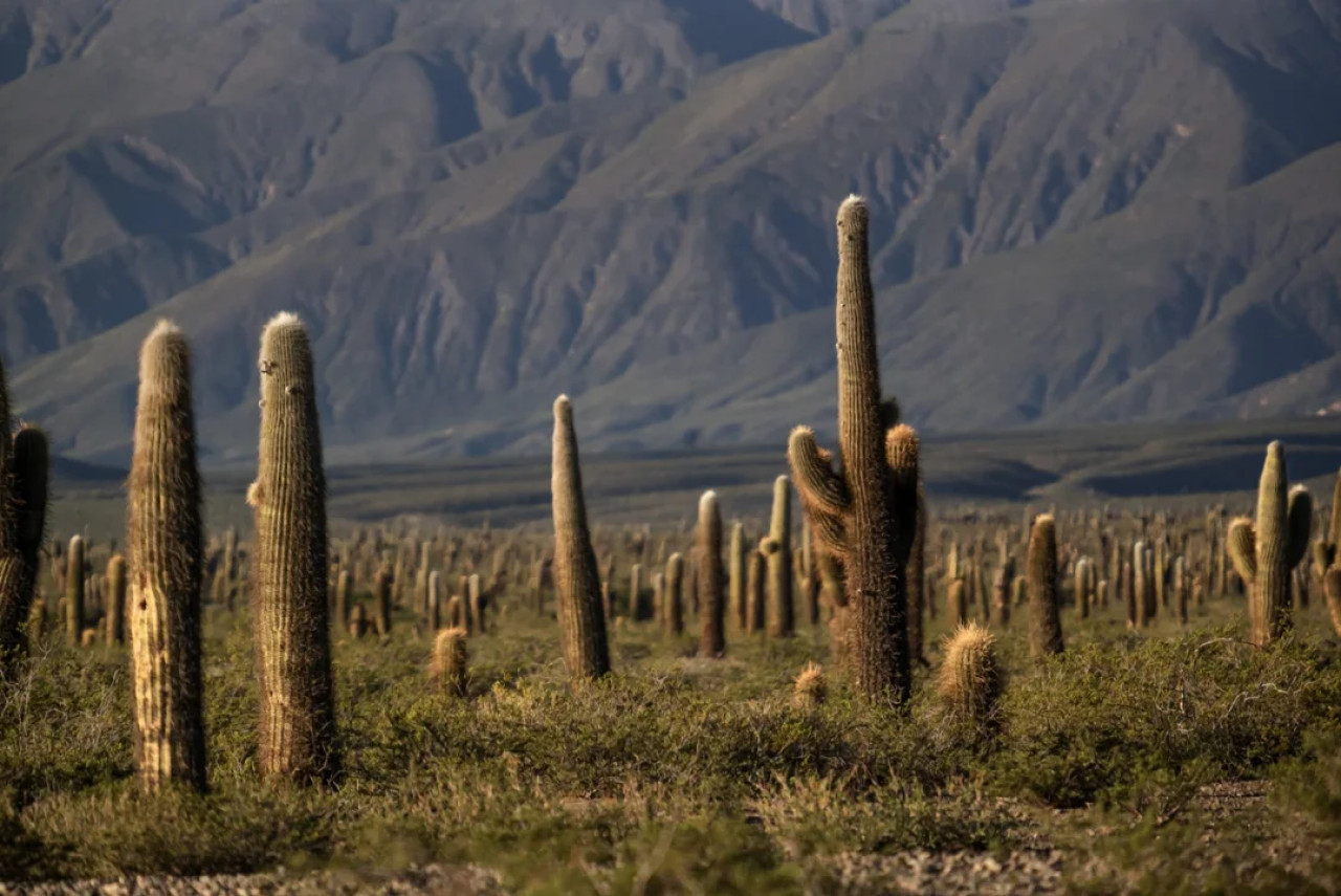 Parque Nacional de los Cardones, Salta. Foto NA.