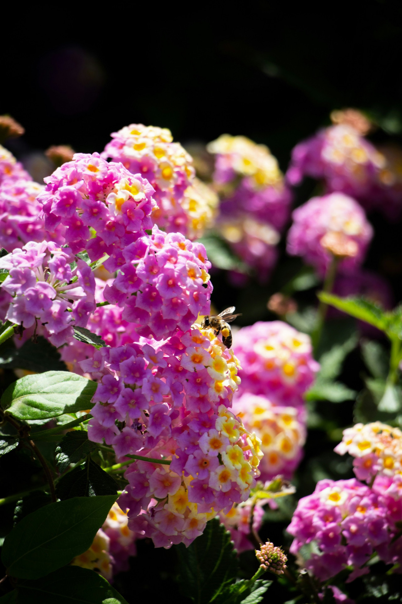 Lantana. Foto Unsplash.