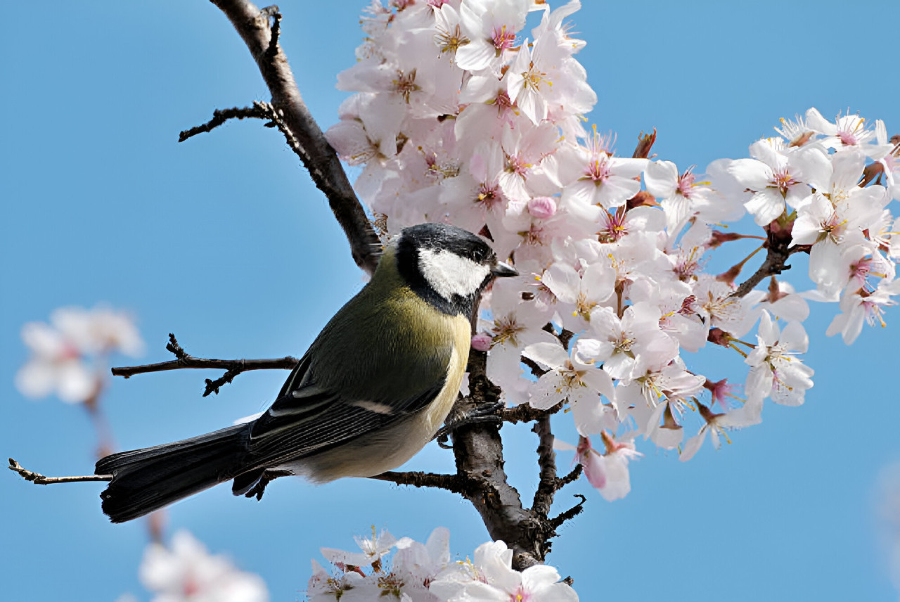 Herrerillo japonés. Foto: Unsplash.