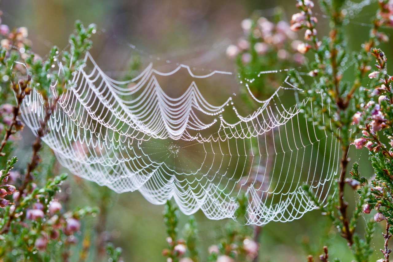 Tela de araña. Foto Unsplash.