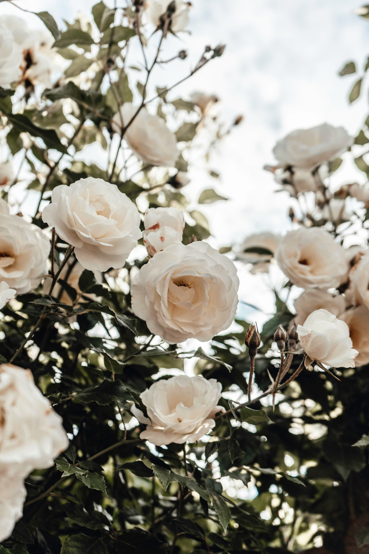 Rosas, plantas, jardin. Foto Unsplash.