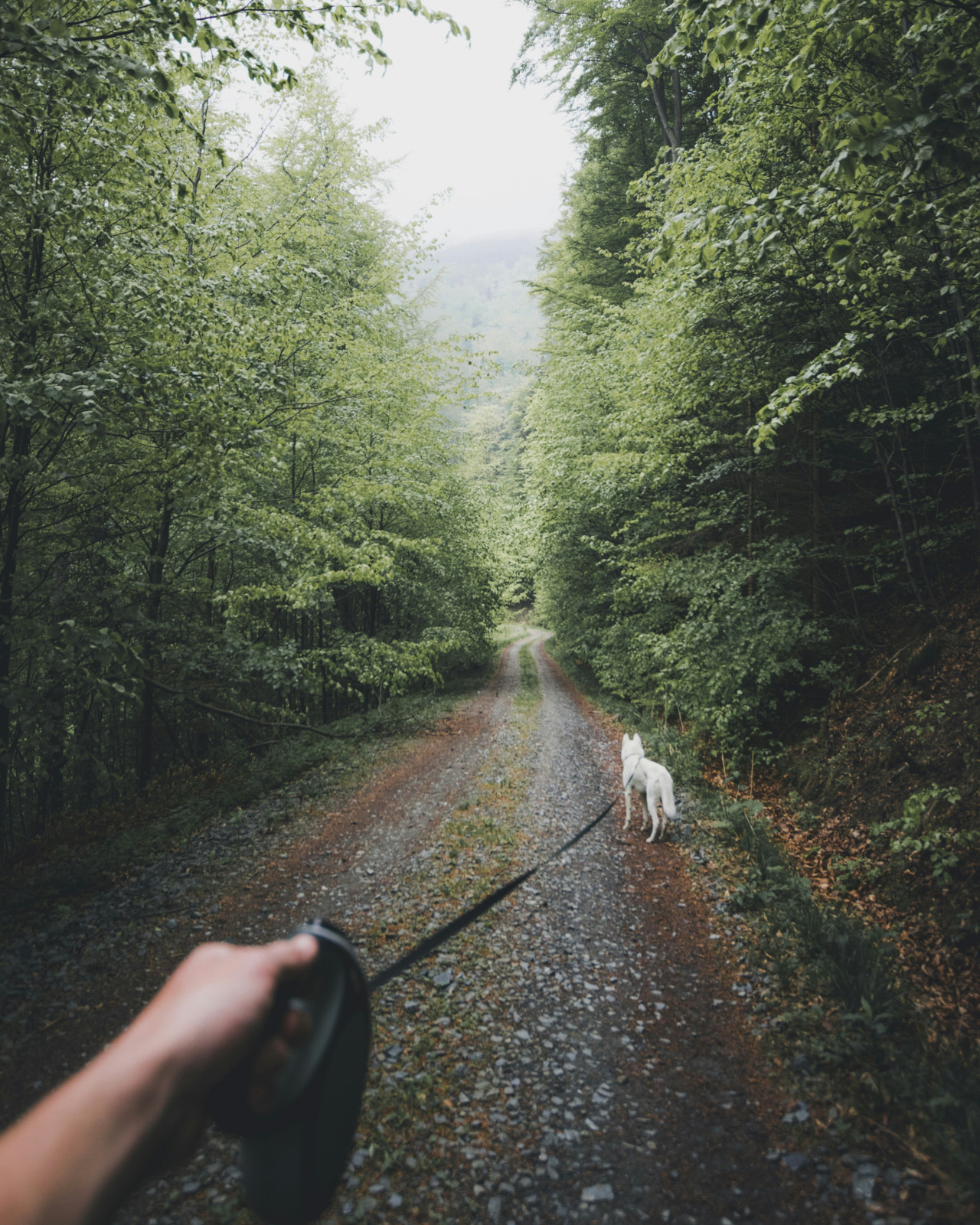 La falta de paseo puede repercutir negativamente en los perros. Foto: Unsplash.