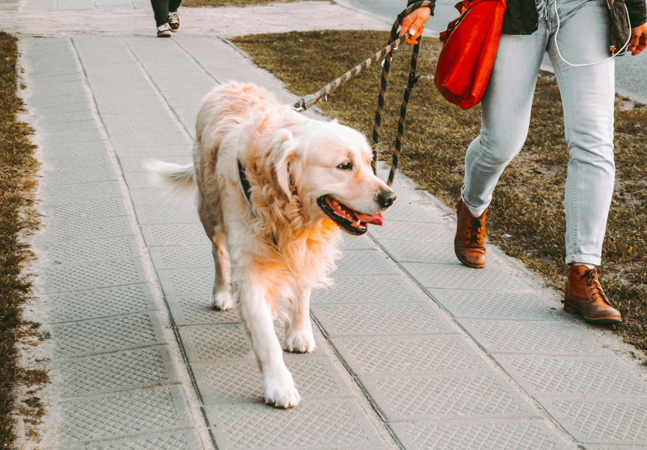 Pasear al perro. Foto: Unsplash.