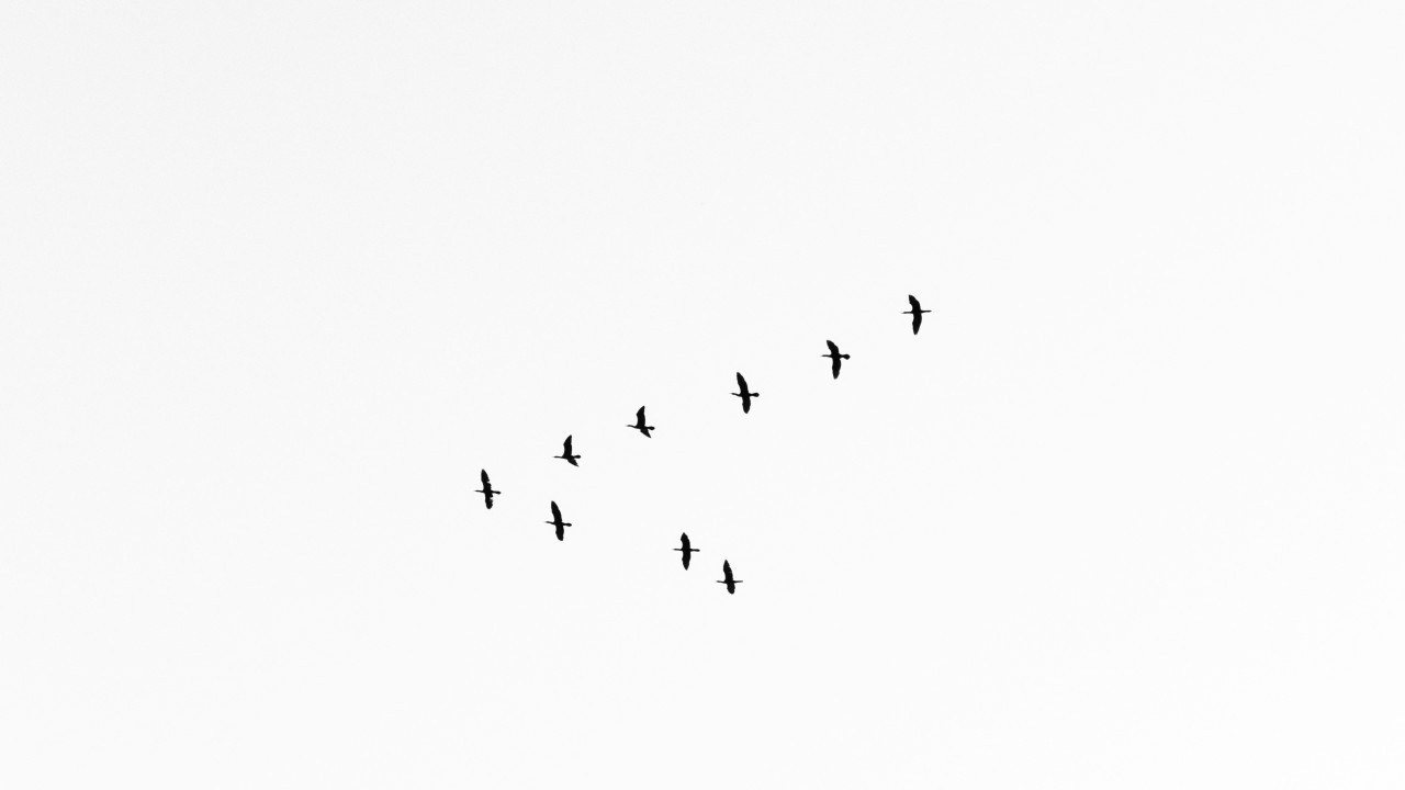 Aves. Foto: Unsplash.