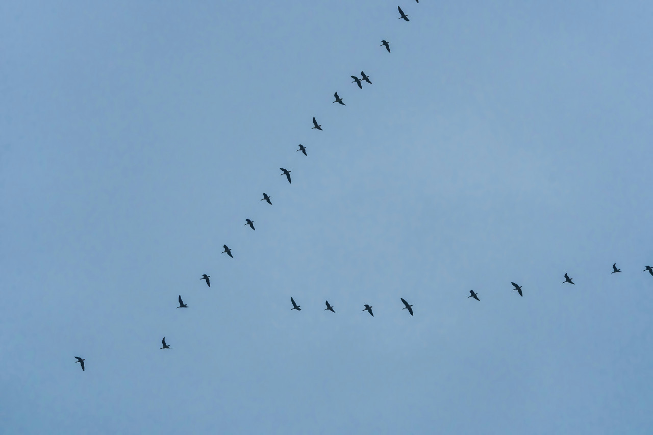 Vuelo en V de pájaros. Foto: Unsplash.