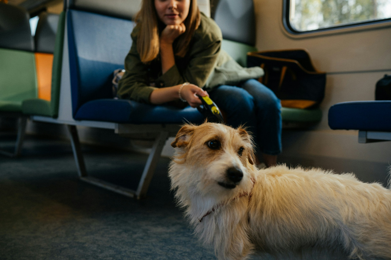 Viajar con mascotas. Foto: Unsplash