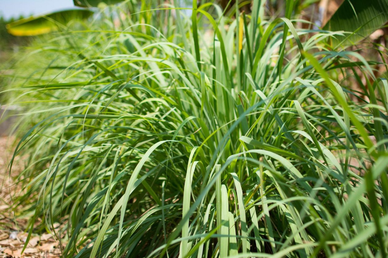 Planta de citronela. Foto: Gentileza Ecología Verde.