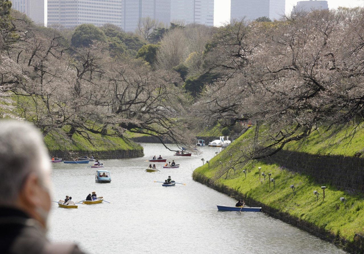 Cerezos en Japón. Foto: EFE.