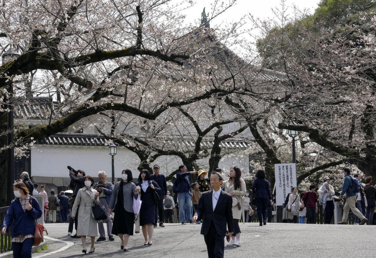 Cerezos en Japón. Foto: EFE.