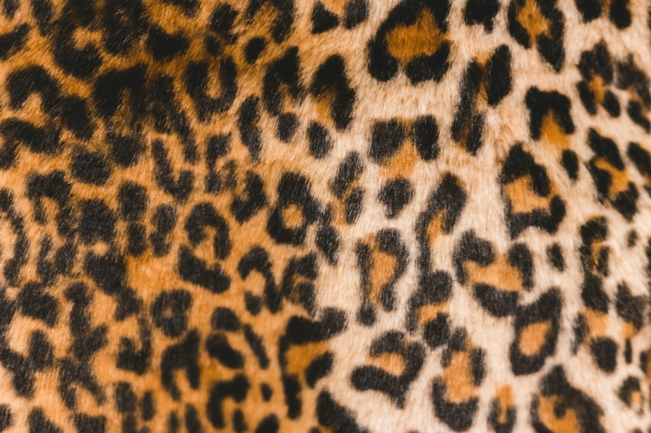 Piel de animal. Foto: Unsplash.