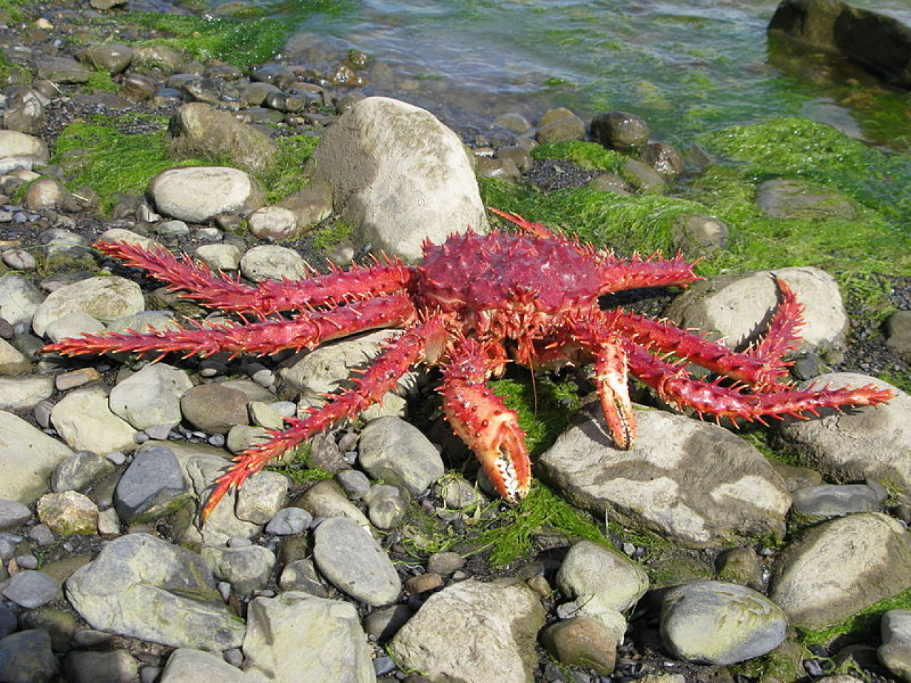 Centolla patagónica. Foto: Wikipedia.