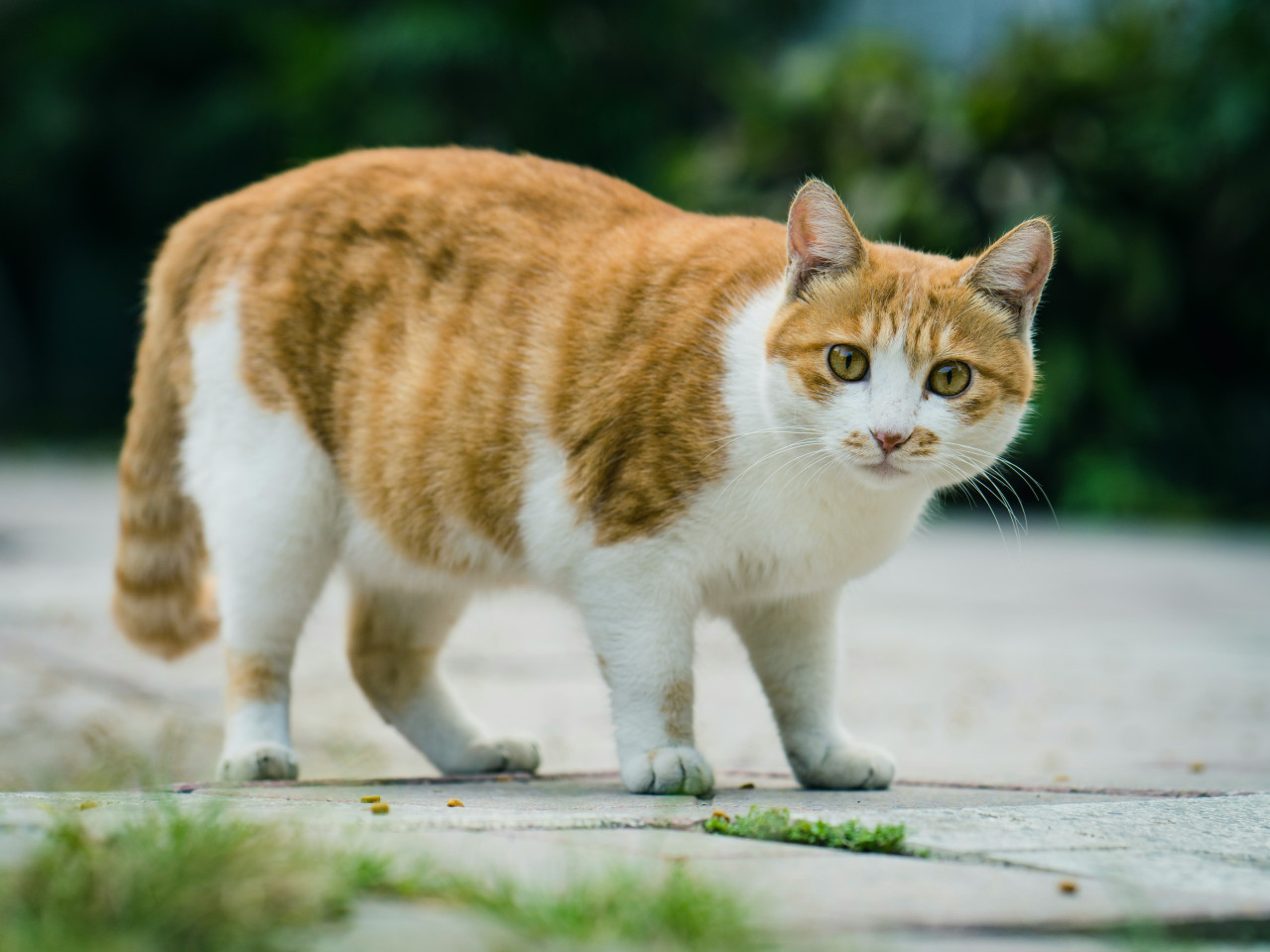 Gato, mascota, animal. Foto: Unsplash