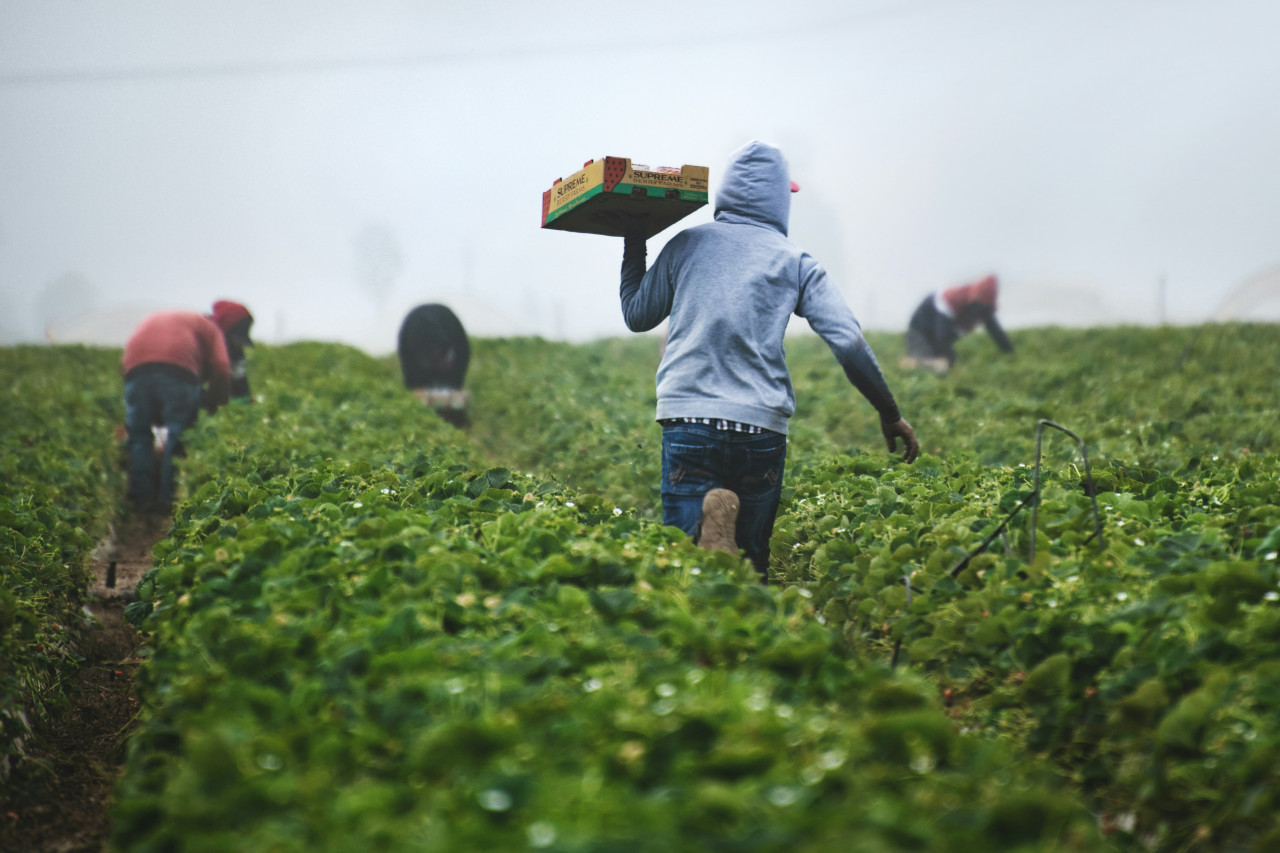 Campo, cultivo, plantas. Foto: Unsplash