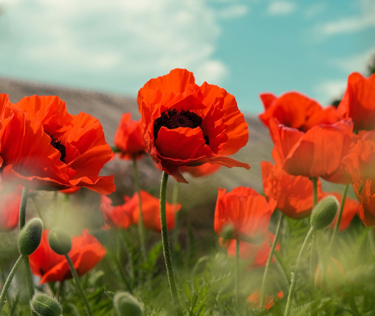 Amapola, flor. Foto: Unsplash