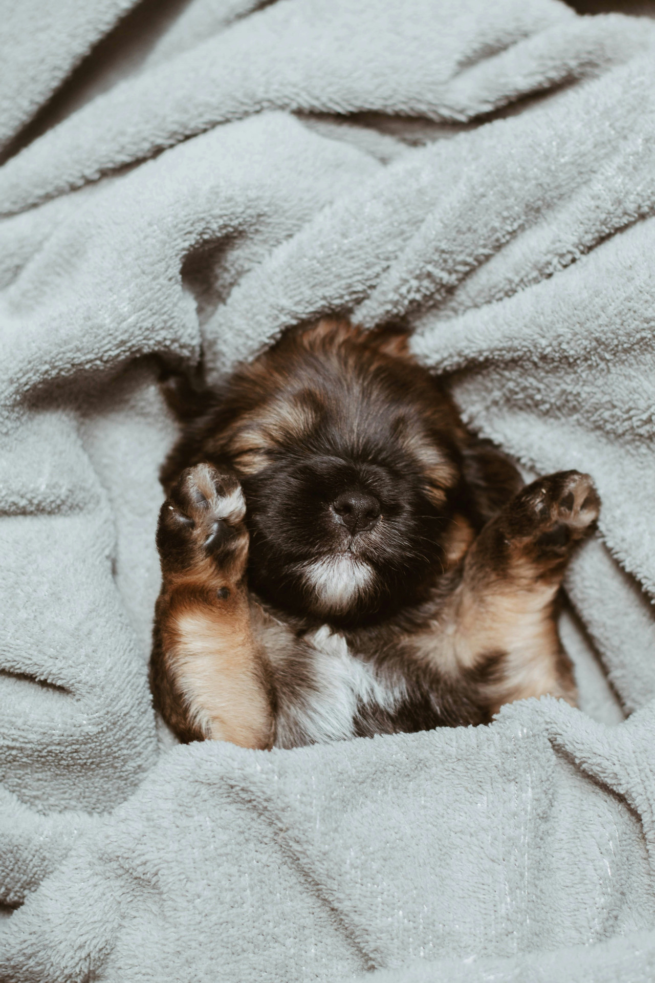 Perros. Foto: Unsplash.