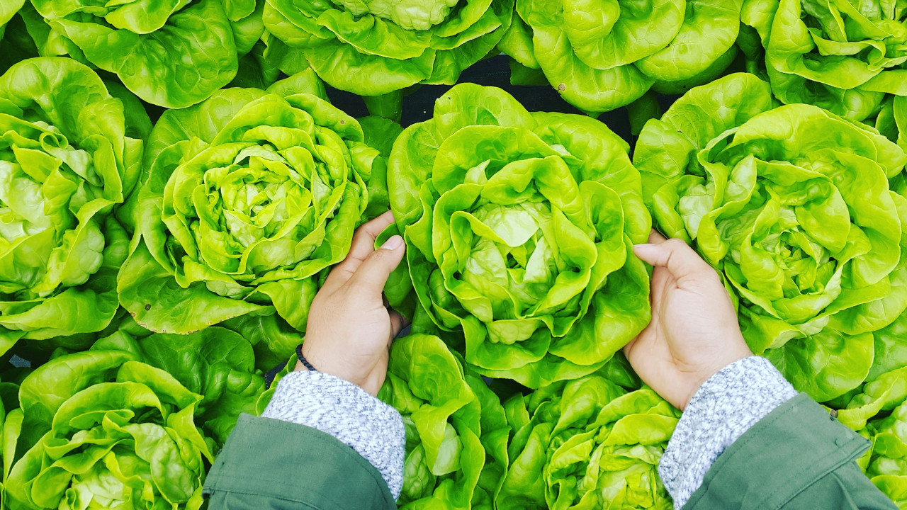 Alimentación a base de plantas. Foto: Unsplash