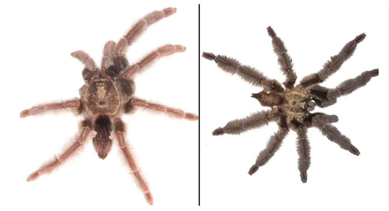 Psalmopoeus chronoarachne y Psalmopoeus satana. Foto: X