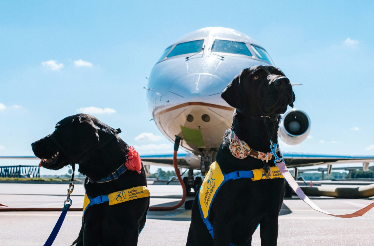 Viajar con perros. Foto: Unsplash